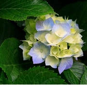 Pradeep Rg