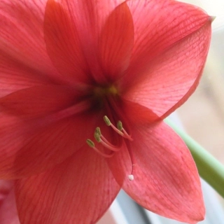 Susan Nerlinger J.d.